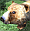 Braunb&auml;r